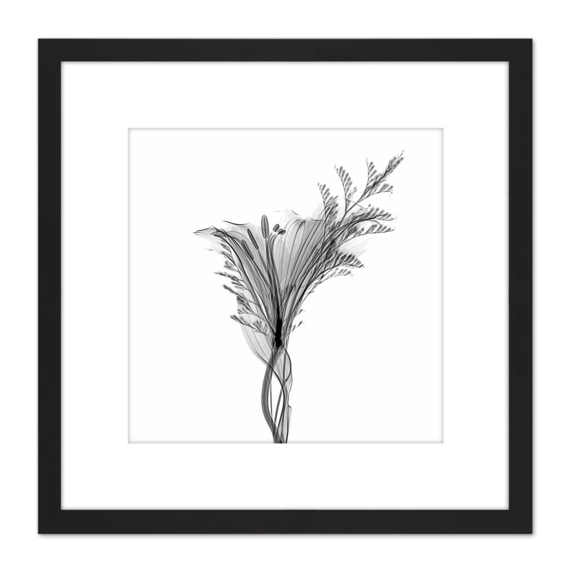 Schwartz NJIT Greyscale X-Ray Transparent Plant - Single Picture Frame Painting