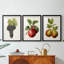 Fruit antique 8 - impression encadrée de qualité supérieure sur mesure mat - 3 pièces-2075756783-2075756776