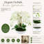 Orchid Arrangement in Round Fiberstone Pot-1233830116