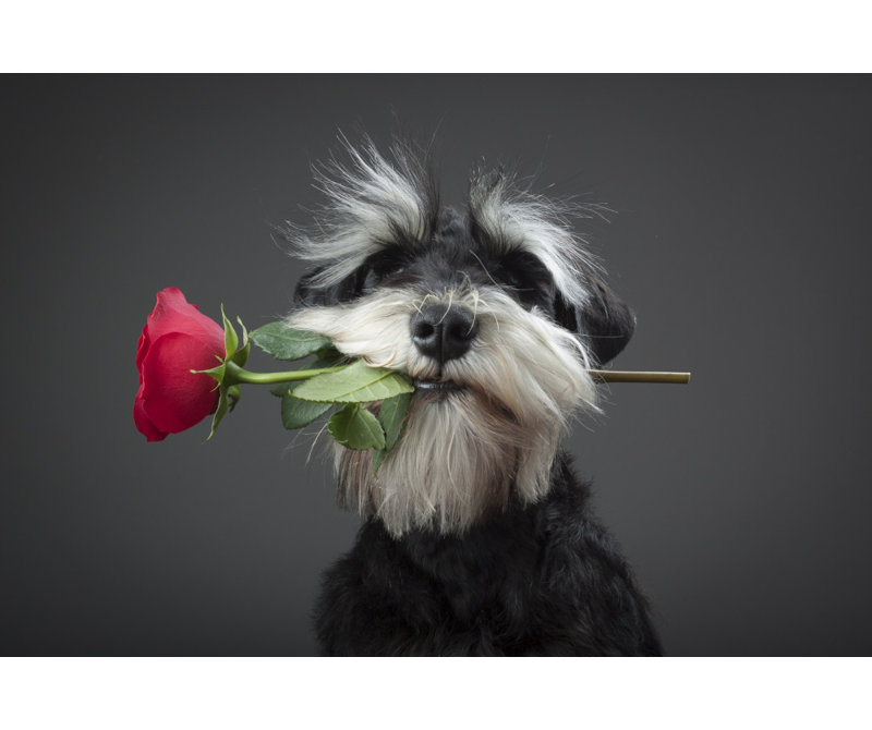 Wrapped Canvas Print, 76.2 cm H x 50.8 cm W