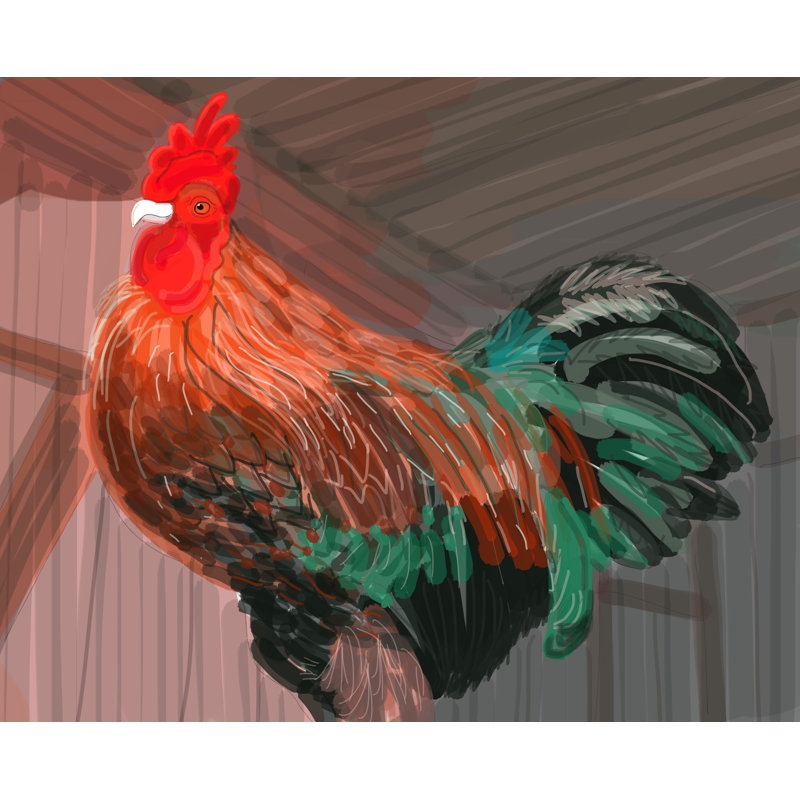 Rooster Print by Evan Sklar, 24" H x 32" W