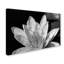 Nénuphar en noir et blanc, reproduction de photo sur toile tendue-18235071