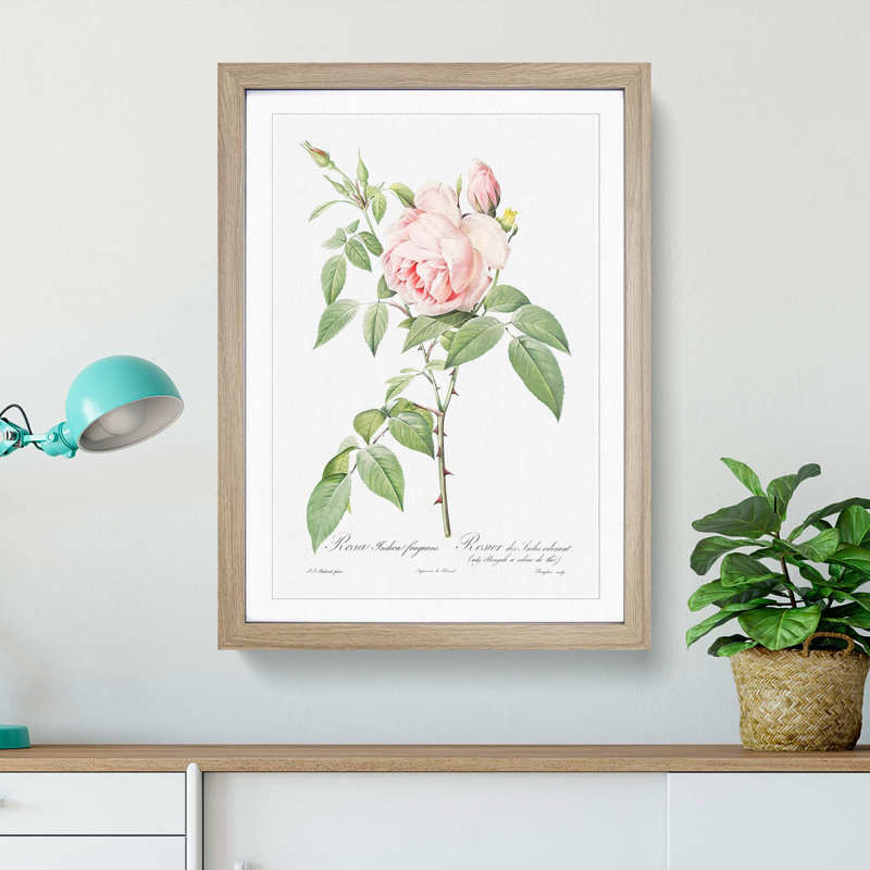 The Pale Pink Roses by Pierre-Joseph Redoute - Picture Frame Painting Print, 36cm H x 27cm W x 2cm D, Oak Framed