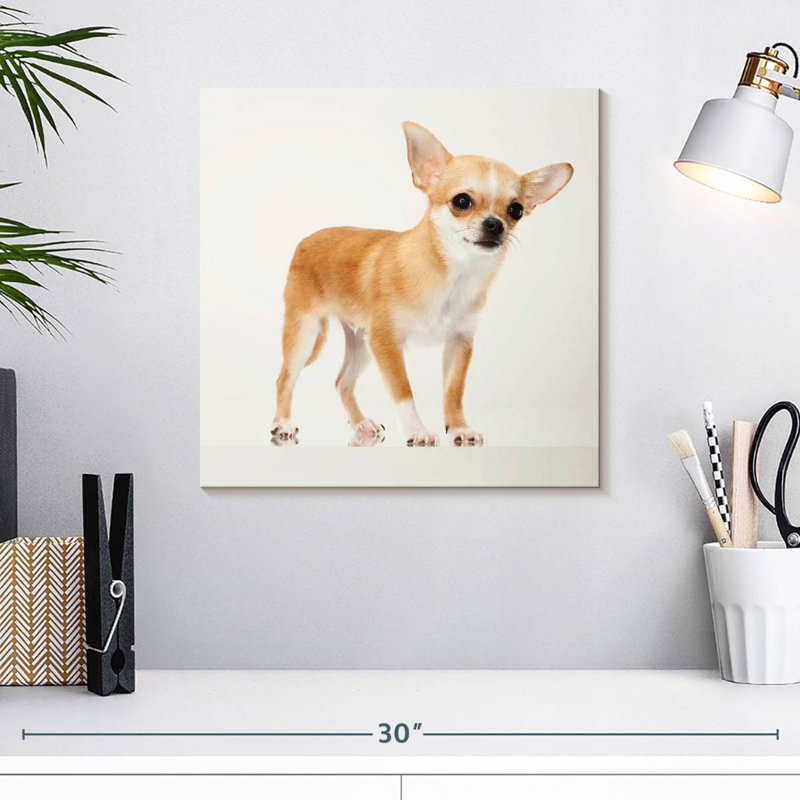 Chihuahua précieux Brampt, H 16 po x l 16 po