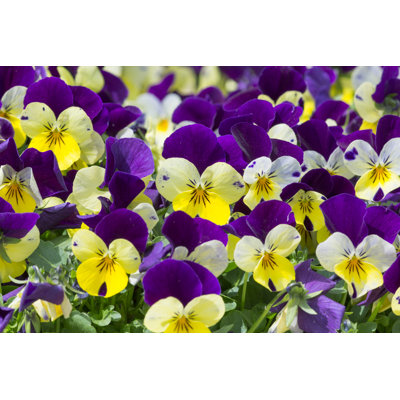 Pansies In A Spring Garden - Wrapped Canvas Print