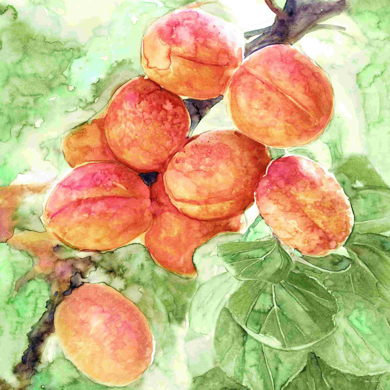 «Peach Branch» par Stellar Design Studio - impression sur toile tendue, H 20 po x l 20 po