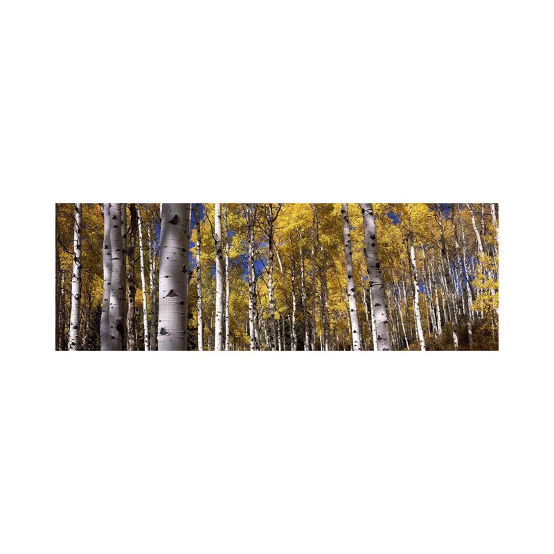 Forest, Grand Teton National Park, Teton County, Wyoming, USA - Wrapped Canvas Panoramic Print