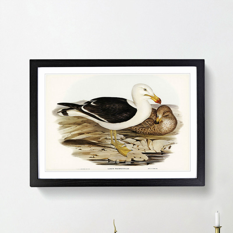 Pacific Gull by Elizabeth Gould - Framed Print, 27cm H x 36cm W x 2cm D, Black Framed