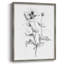 «Wild Poppy S Croquis», reproduction encadrée - bois massif 47964-23462311