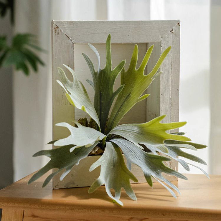 Artificial Antler Fern with Wooden Frame, 14.17" H x 12.9" W x 7.8" D