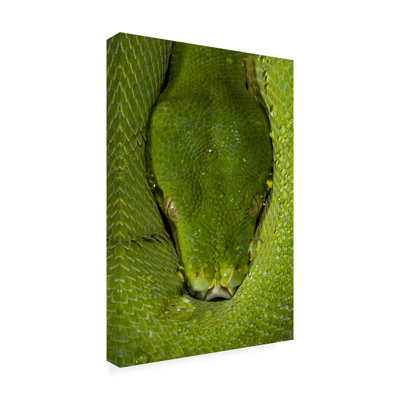 Wrapped Canvas Wall Art - Thor Hakonsen 'Morelia Viridis Green Tree Python' Wall Art for Living Room, Bedroom, or Office Décor  - 30x47
