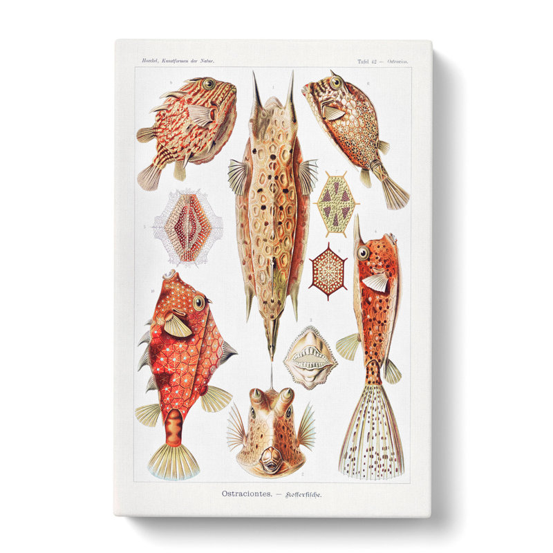 Selection of Fish by Ernst Haeckel - Wrapped Canvas, 50cm H x 35cm W x 3cm D