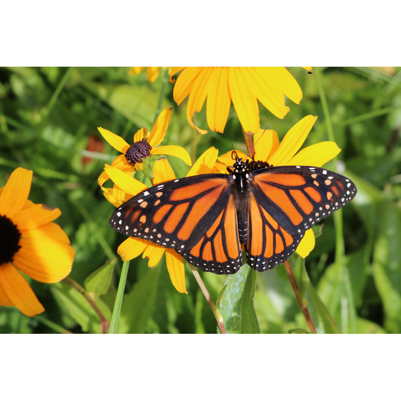 Coweta Monarch Butterfly On A Brown-Eyed Susan Flower by Diane Kuhl - Wrapped Canvas Print, 20cm H x 30cm W x 3.8cm D