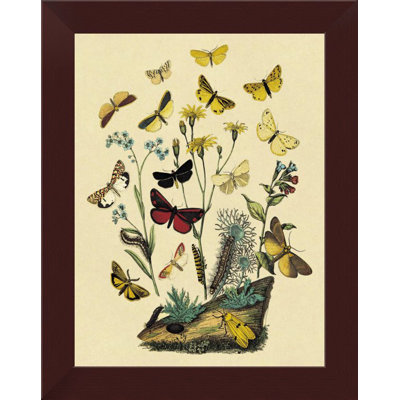 " Moths: C. Miniata S. Aurita Et Al "