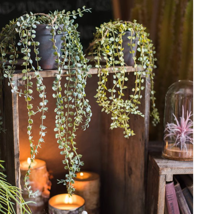 Fausse vigne suspendue en pot Ceropegia, H 1,6 po x l 4,3 po x P 4,7 po