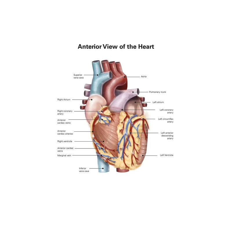 «Anoint View of the Human Heart» par Alan Gesek - impression sur toile tendue, H 18 po x l 12 po x 1,5 po