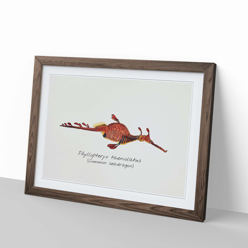 Illustration of a Common Seadragon by F.E. Clarke - Picture Frame Painting Print, 48cm H x 65cm W x 2cm D, Walnut Framed