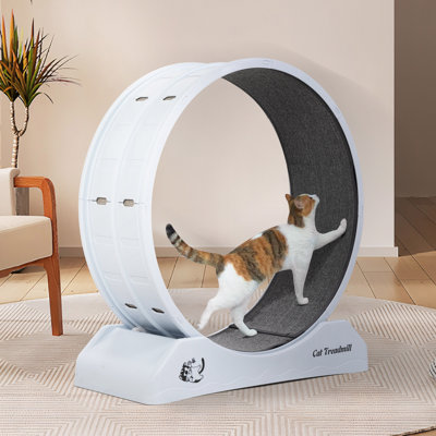 Roue pour chat, teaser pour chat
