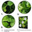 Herbs Cilantro Splash 4 - Floral Herbs Wall Art-976520489-976520488