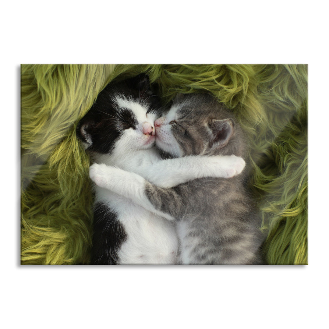 Ungerahmtes Foto auf Glas "Two Cuddling Kittens"