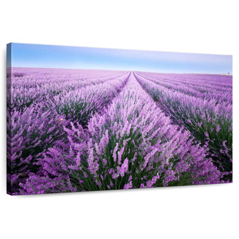Champ de lavande d'Alvord en Provence, H 32 po x l 48 po