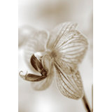 Sepia Floral Print by Chelsea Art Studio