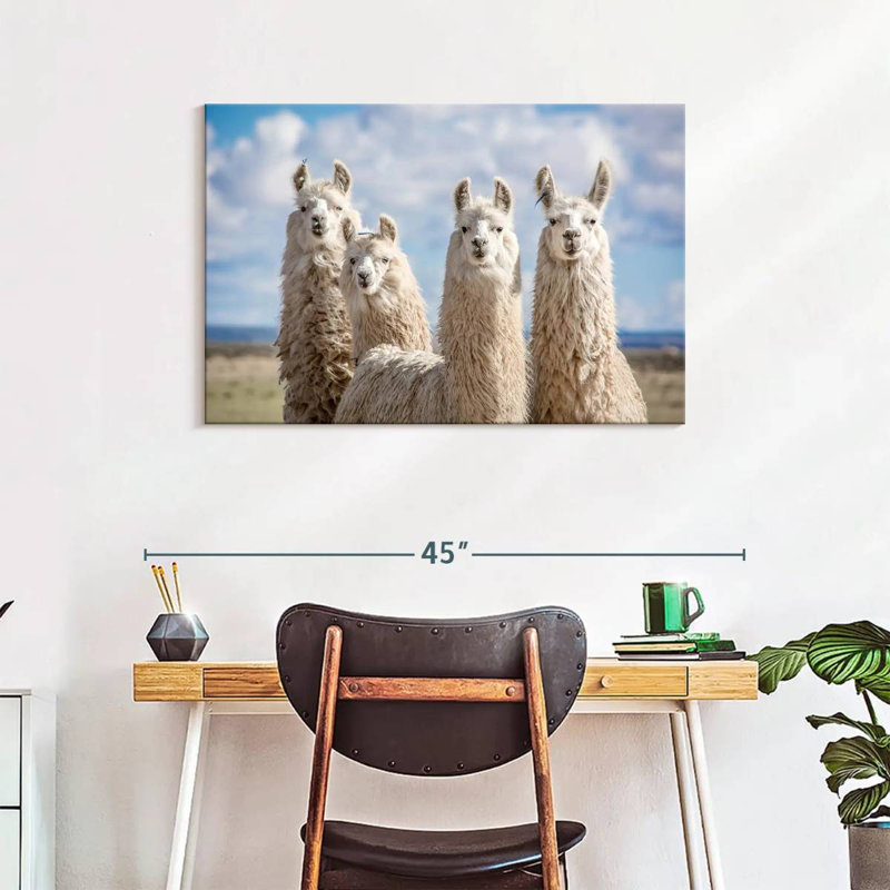 Fluffy White Llamas, 24" H x 36" W