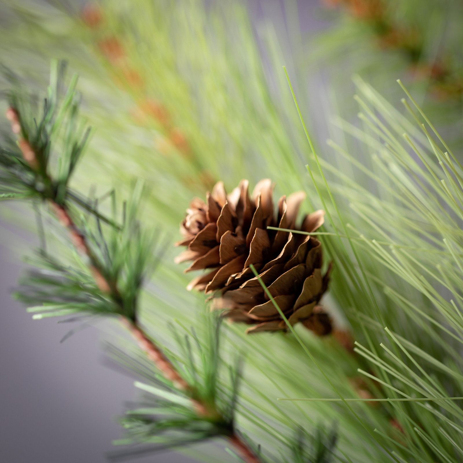 Pine Arrangement