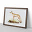 Doab Fox Illustration by John Edward Gray - Picture Frame Painting Print-55545520-55545519