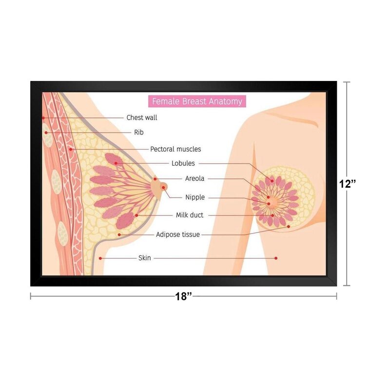 Free Vector  Realistic female breast anatomy set with two views of  anatomic structure with profile views of veins vector illustration