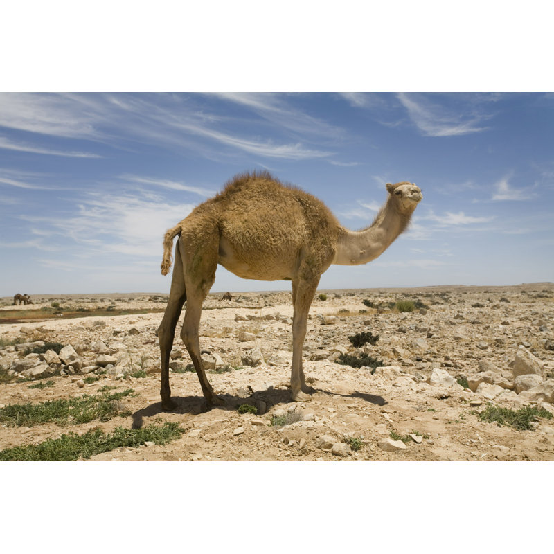 Camel in the Desert - Photographie sur toile tendue, H 8 po x l 12 po
