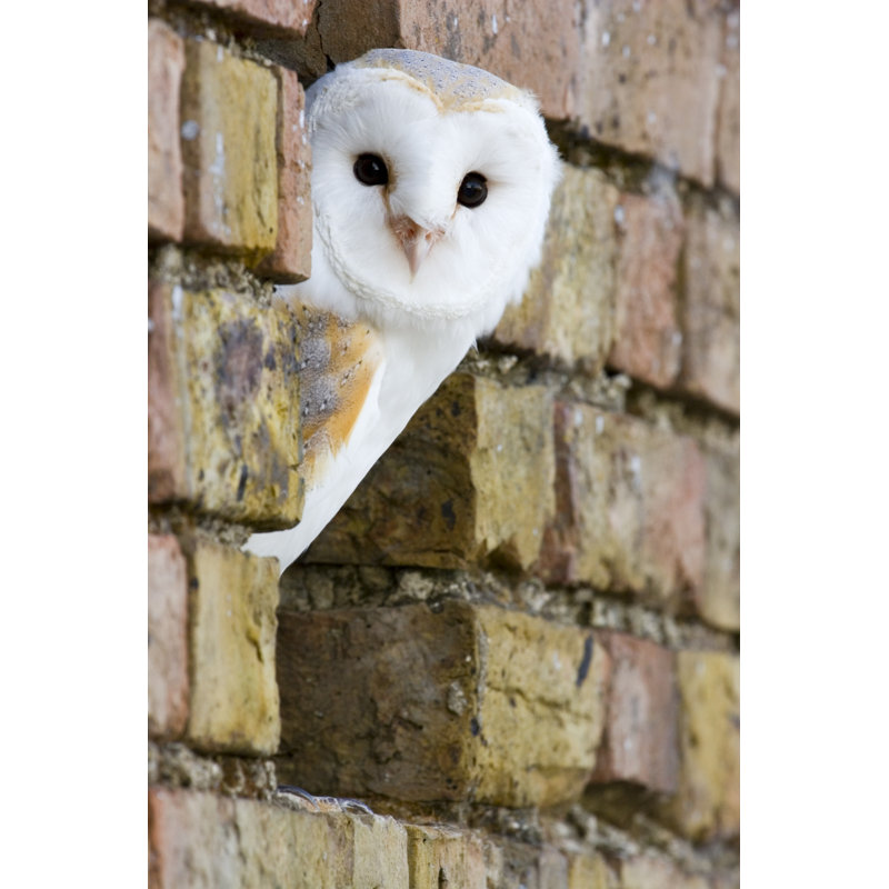 Barn Owl by Tattywelshie - No Frame Art Prints on Canvas, 122cm H x 81cm W