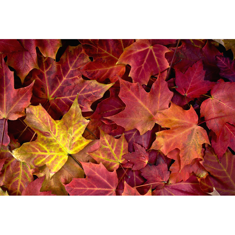 Autumn Maple Leaves - Wrapped Canvas Print, 51cm H x 76cm W