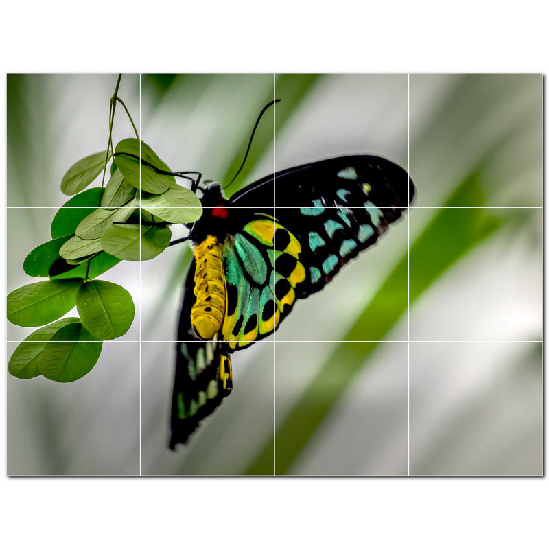 Papillon photo 12 x 12