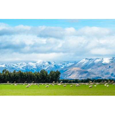 Landscape Scene Of The Agriculture In New Zealand - Wrapped Canvas Print