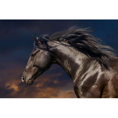 Black Horse In Motion by Callipso - Wrapped Canvas Print