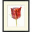 Tulip Study 3 Painting