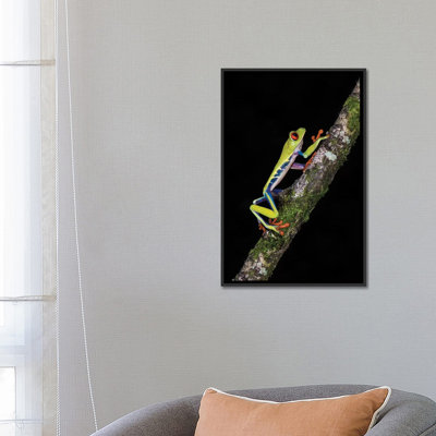 Reproduction de photo sur toile tendue, "Rainette aux yeux rouges", Sarapiqui, province de Heredia, Costa Rica