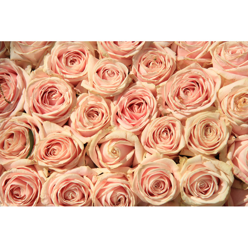 Closeup Of Roses by Studioportosabbia - Wrapped Canvas Print, 30cm H x 46cm W