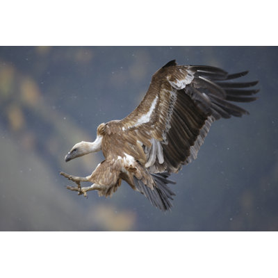 Joylynn " Griffon Vulture, Gyps Fulvus "
