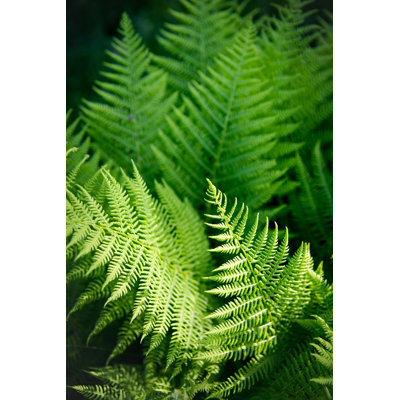 Ferns In The Forest by MichelUlman - Wrapped Canvas Print