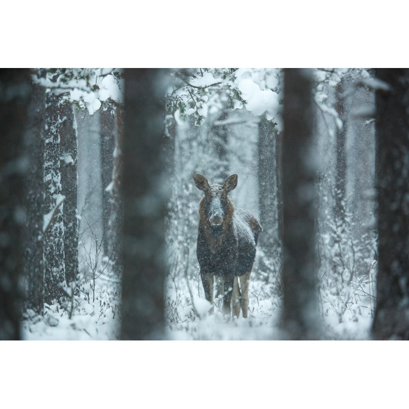 Crossley Moose - Wrapped Canvas Print, 51cm H x 76cm W x 3.8cm D
