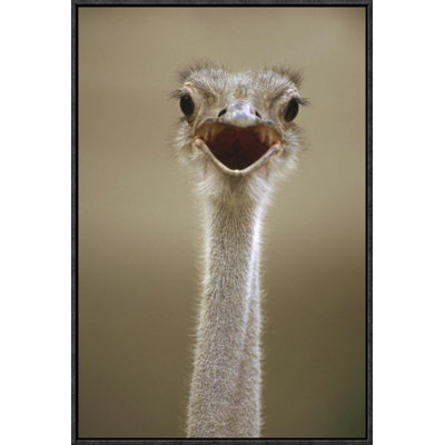 " Ostrich Female Calling "