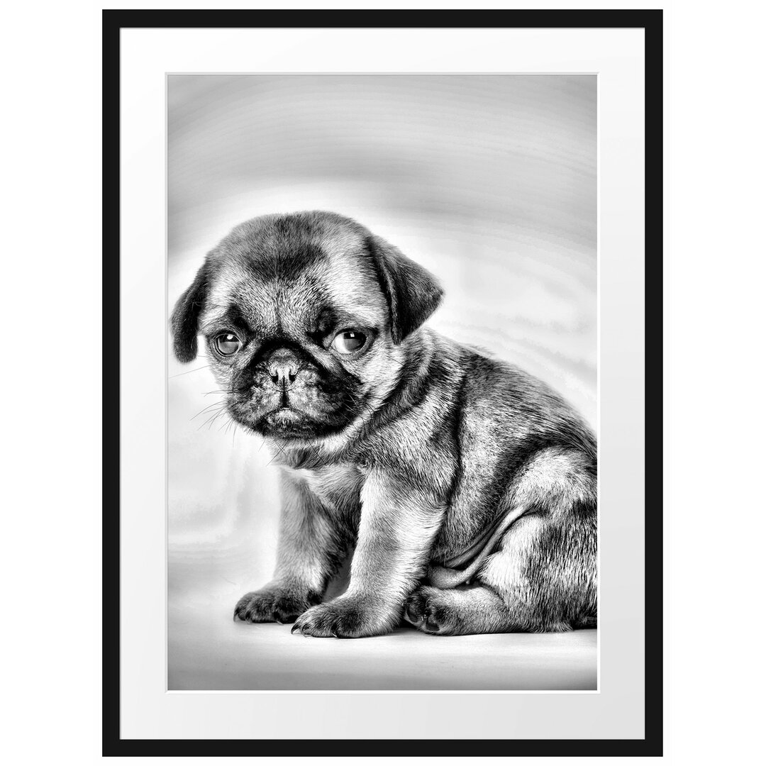 Gerahmtes Poster Kleiner Hundewelpe Mops