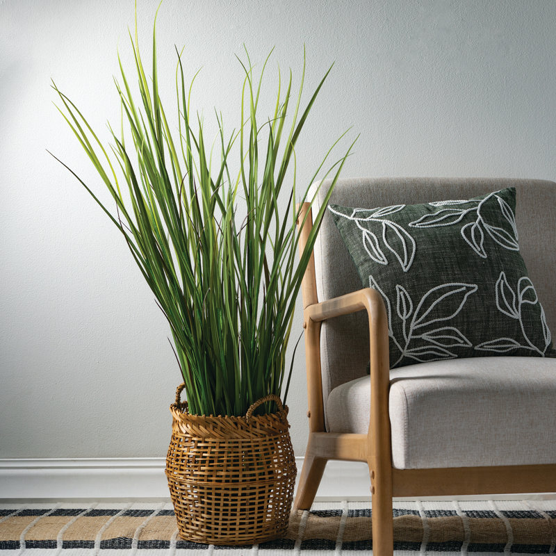 Herbe d’oignon en pot