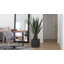 Agave d'intérieur / extérieur Panama en pot-1154552510-1154552511