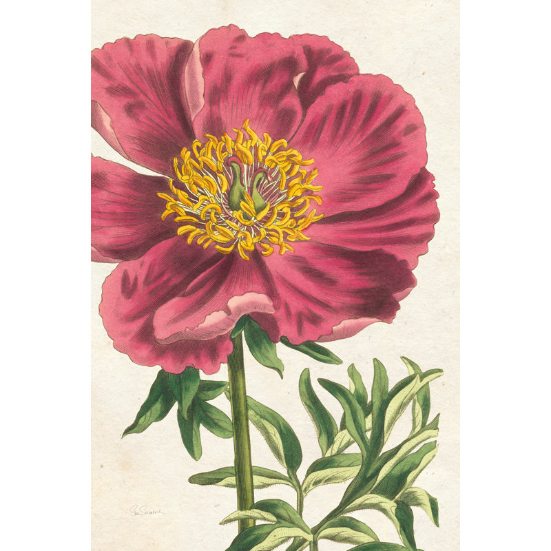 Pivoine botanique sans mots, H 12 po x l 8 po x P 1,25 po