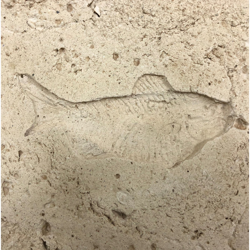 6" x 6" SeaStone Whole Medallion Tile in Buff