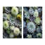 «Green Succulents Flowers Serene Succulents», 2 pièces-440230056-440230057