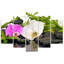 Orchids - 5 Piece Wrapped Canvas Set